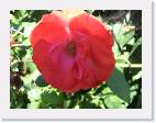 Rosa al contraluz